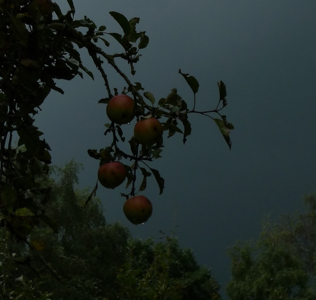 storm apples